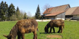 Camping auf dem Bauernhof