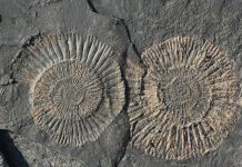 Steine klopfen: Fossilien suchen mit Kindern