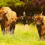 Wild- und Freizeitpark Allensbach