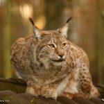 Wild- und Freizeitpark Allensbach