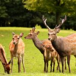 Wild- und Freizeitpark Allensbach